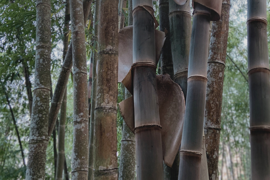 Bamboo: A Natural Ally in Water Conservation and Sustainability