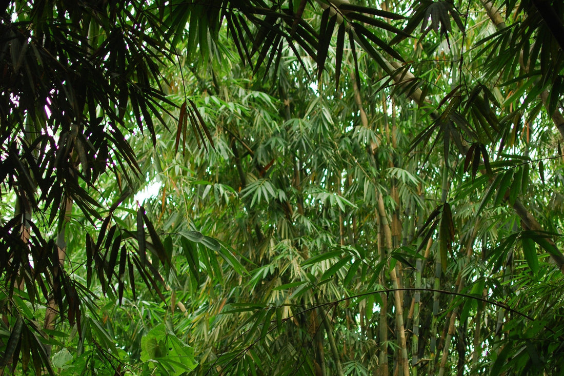 Why Bamboo is the Ultimate Eco-Friendly Hero